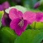 Preview: Viola sororia 'Rubra' - Pfingstveilchen